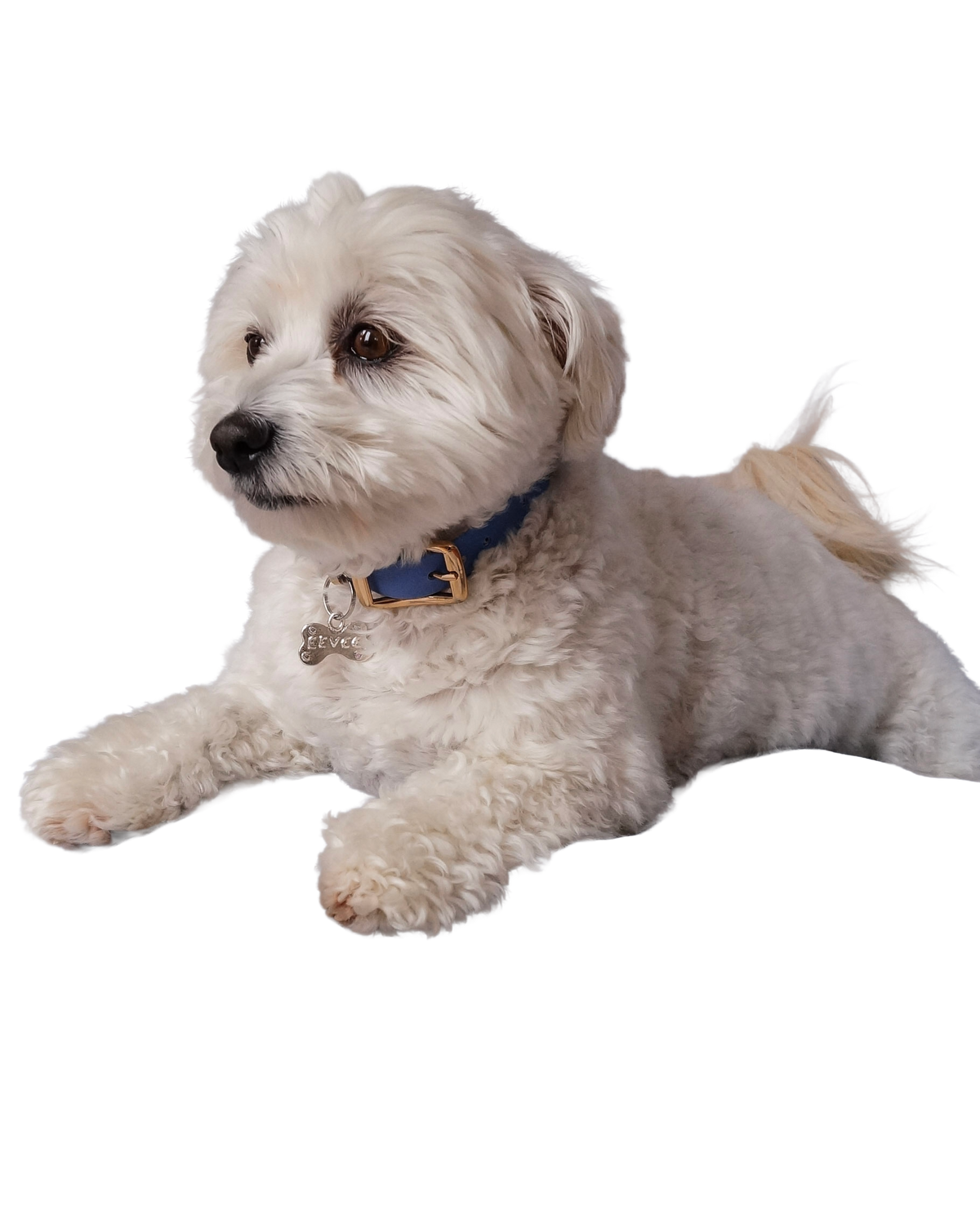 White dog wearing a personalized sterling silver pet tag on a blue collar