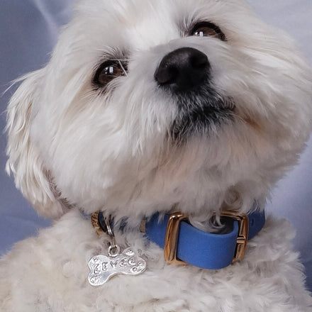 close up White dog with a blue collar and tag on a gray background