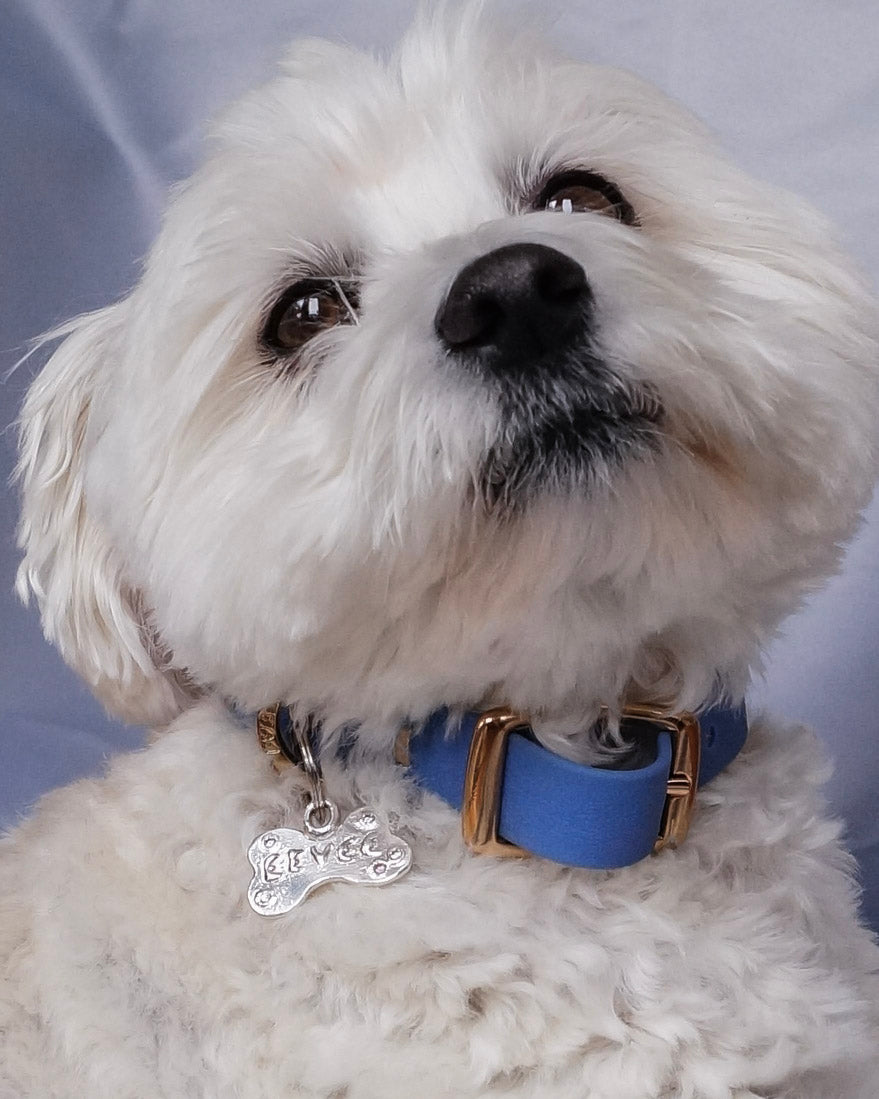 close up White dog with a blue collar and tag on a gray background
