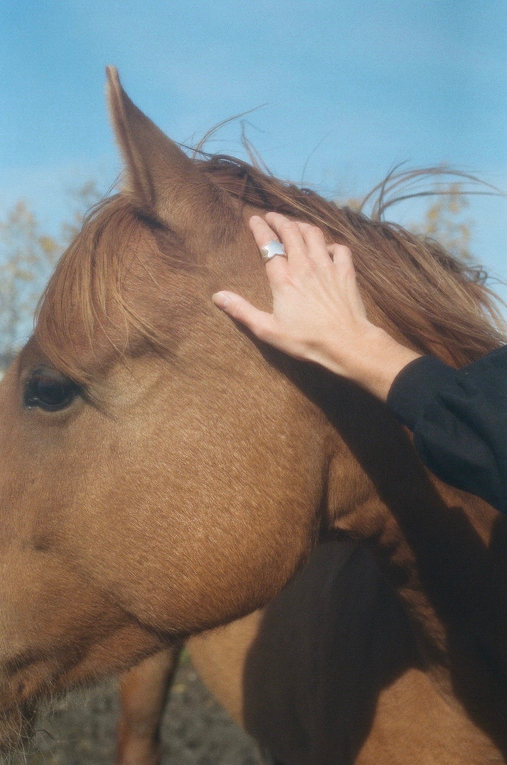 Sterling silver Star Signet ring worn while touching a horse